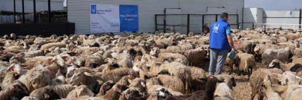 A e keni ditur se përmes Islamic Relief ju mund ta kryeni edhe Akikën